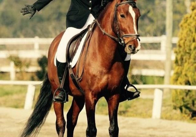 Cheval et cavalière aux Écuries Saunier