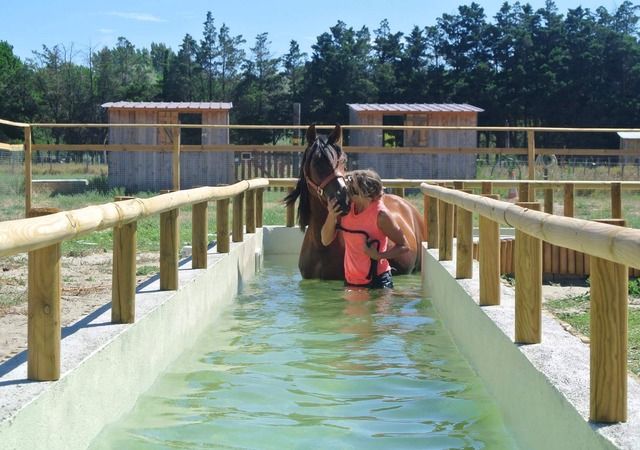 Soins et accueil des chevaux