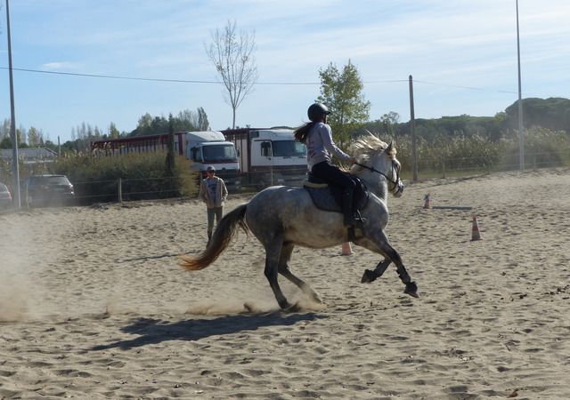 Séance d’équitation en carrière