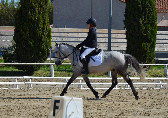 Équitation et travail du cheval