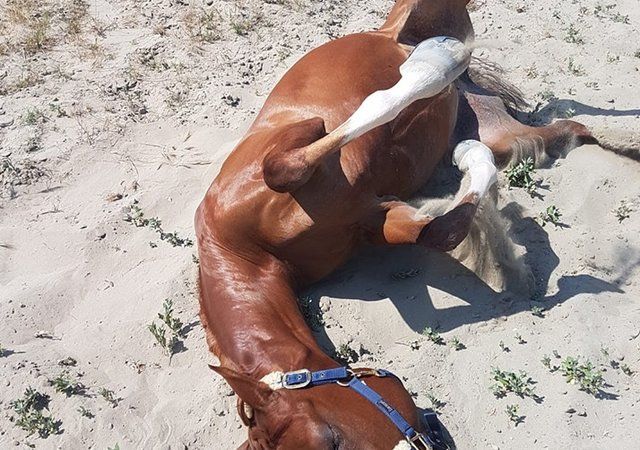 Moment de soin auprès du cheval