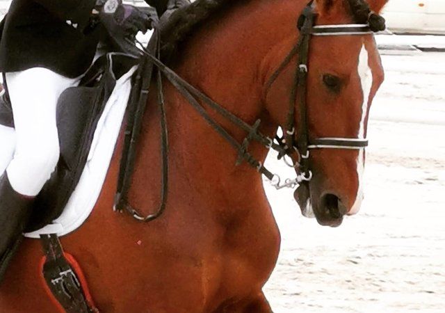 Portrait d’un cheval des écuries