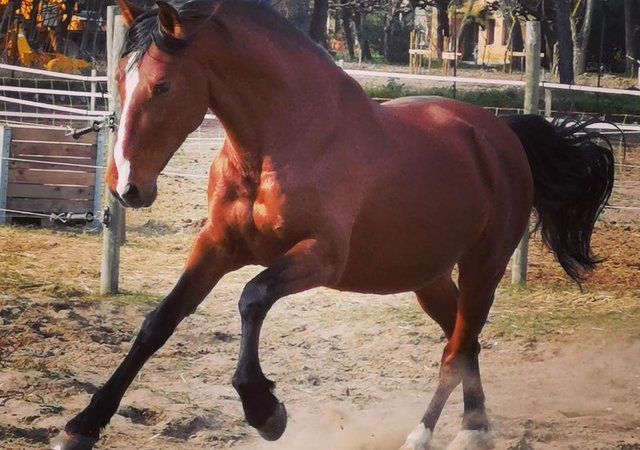 Cheval en liberté dans sa carrière