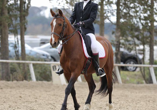 Cheval dans les installations
