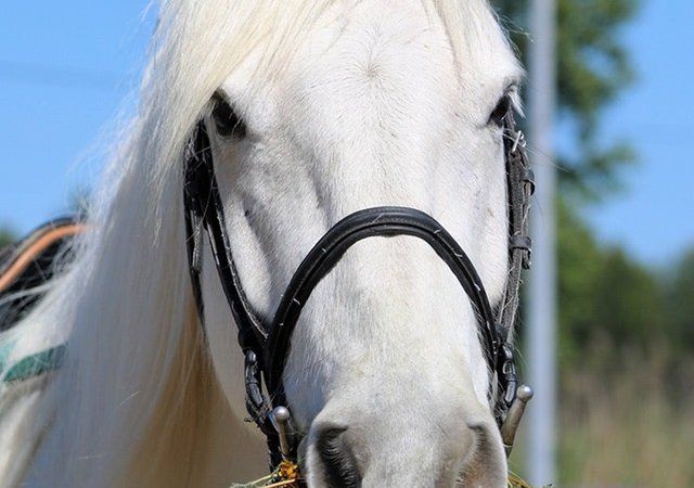 Portrait de cheval