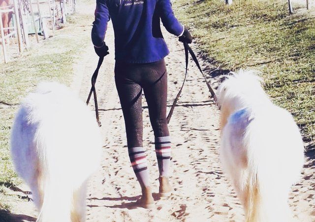 Groupe de chevaux et cavaliers