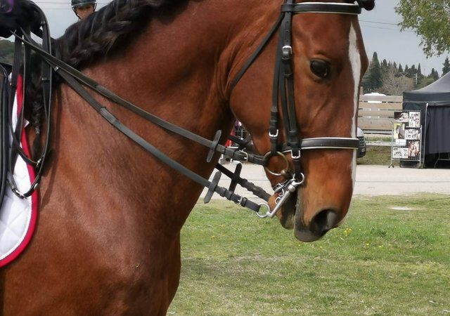 Cheval dans son espace