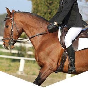 Cheval et cavalier en activité