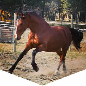 Cheval au travail en carrière